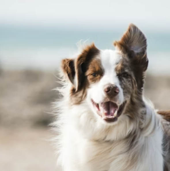 Australian Shepherd dog enjoying the beach - TreatBits minimal ingredient treats