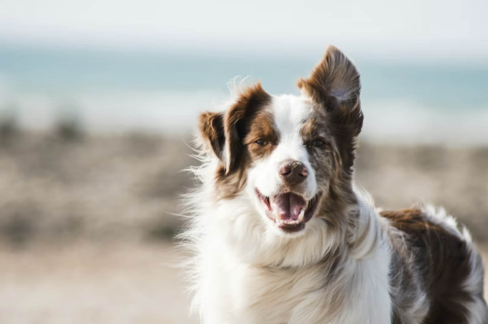 Australian Shepherd on the beach - TreatBits commitment to eco-friendly pet products