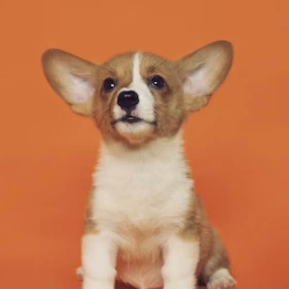 Corgi portrait - TreatBits human-grade dog treats