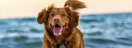 Brown dog - TreatBits circular design zero waste pet products