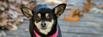 Chihuahua dog - TreatBits compostable packaging pet treats