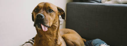 Mixed breed dog - TreatBits regenerative sourcing sustainable treats