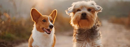 Pair of dogs - TreatBits transparent carbon impact tracking